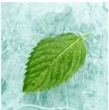 Bottle of Menthol Ice vape juice surrounded by frosty ice cubes and fresh mint leaves, emphasizing its bold, icy flavor.